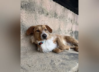 Charmanter Tintin wartet in Portugal auf unserem Tierschutzhof!