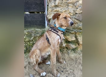 Charmanter Tintin wartet in Portugal auf unserem Tierschutzhof!