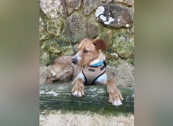 Charmanter Tintin wartet in Portugal auf unserem Tierschutzhof!
