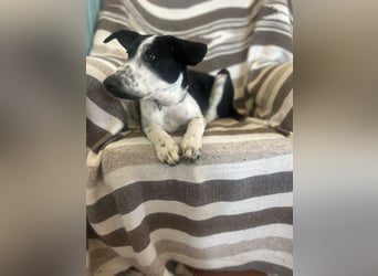 Freundlicher Fredo wartet in Portugal auf seine Menschen!