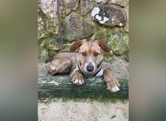 Charmanter Tintin wartet in Portugal auf unserem Tierschutzhof!