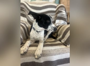 Freundlicher Fredo wartet in Portugal auf seine Menschen!