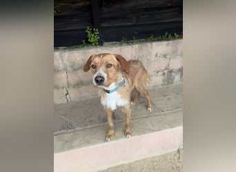 Charmanter Tintin wartet in Portugal auf unserem Tierschutzhof!