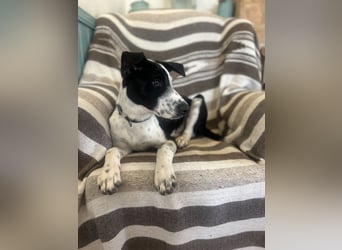 Freundlicher Fredo wartet in Portugal auf seine Menschen!