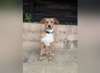 Charmanter Tintin wartet in Portugal auf unserem Tierschutzhof!