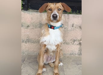 Charmanter Tintin wartet in Portugal auf unserem Tierschutzhof!