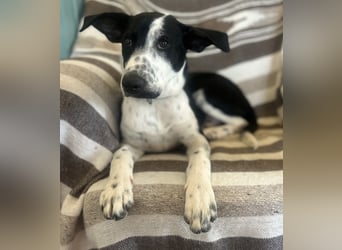 Freundlicher Fredo wartet in Portugal auf seine Menschen!