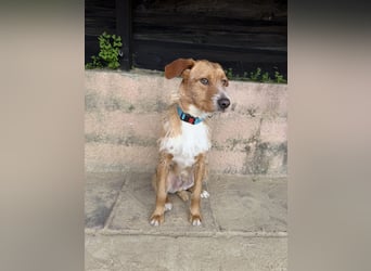 Charmanter Tintin wartet in Portugal auf unserem Tierschutzhof!