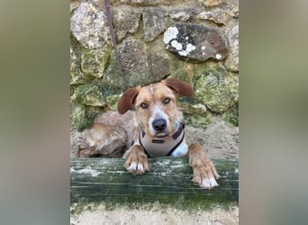 Charmanter Tintin wartet in Portugal auf unserem Tierschutzhof!