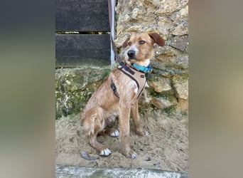 Charmanter Tintin wartet in Portugal auf unserem Tierschutzhof!