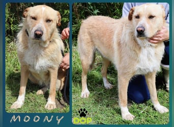 Moony ❤️ Ruhig und Gemütlich ❤️ Gesellig und  Katzenfreundlich