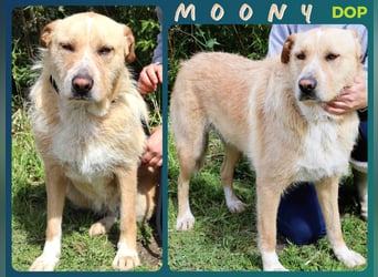 MOONY | Lieb | Ruhig | Gemütlich | - und verträglich mit Katzen -