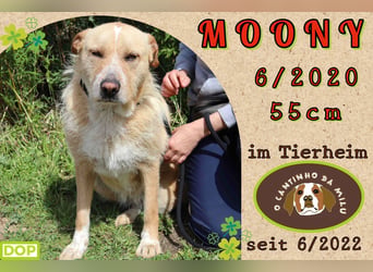 muss schon lange warten ❗️MOONY - Tierheim Cantinho da Milu