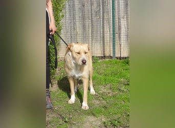 ♦️MOONY♦️ ist seit 4 Jahren im Tierheim in Portugal