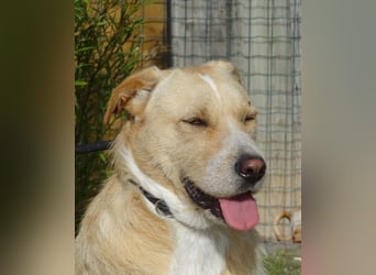 ♦️MOONY♦️ ist seit 4 Jahren im Tierheim in Portugal