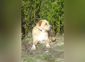 ♦️MOONY♦️ ist seit 4 Jahren im Tierheim in Portugal