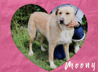 Typisch Gutmütig ♦️MOONY♦️ in der Cantinho da Milu ⏳ 6/2022