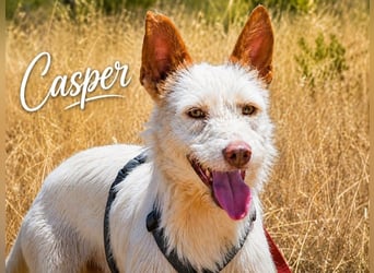 Casper - feiner Podengo Português
