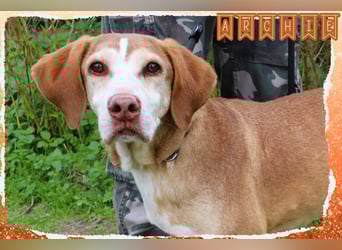 ARCHIE hat ein Handicap - Senior ARCHIE sucht Menschen mit ❤️