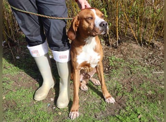 Portugiesischer Pointer Scottie - super lieb und gesellig