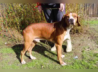 Portugiesischer Pointer Scottie - super lieb und gesellig