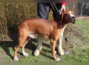 Portugiesischer Pointer Scottie - super lieb und gesellig