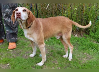 ARCHIE hat ein Handicap - Senior ARCHIE sucht Menschen mit ❤️