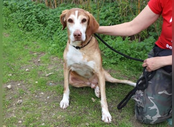 ARCHIE hat ein Handicap - Senior ARCHIE sucht Menschen mit ❤️