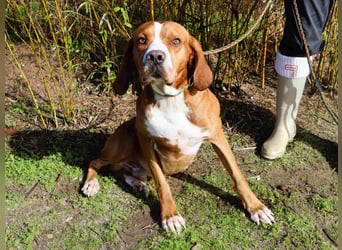 Portugiesischer Pointer Scottie - super lieb und gesellig