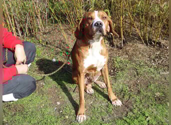 Portugiesischer Pointer Scottie - super lieb und gesellig