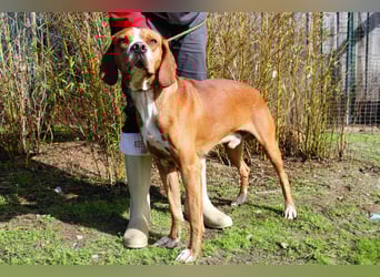 Portugiesischer Pointer Scottie - super lieb und gesellig