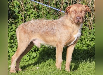 RUDI -&- ARAMIS | 2 von ~650 Hunden in der Cantinho da Milu