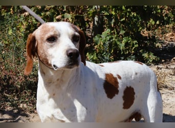 Zuhause gesucht für  *SKIPPY ⚡️ MANOLO* - Tierheim: Cantinho da Milu