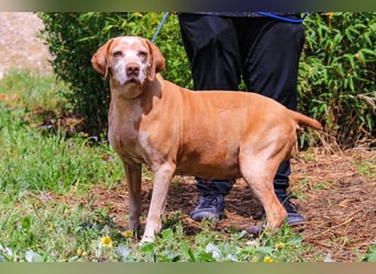 DAISY -♥️- KIZA |-|  2 von ~650 Hunden in der Cantinho da Milu