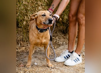 Ein Zuhause für die Liebe ❣️ Terry wird gesucht