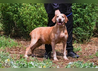 DAISY -♥️- KIZA |-|  2 von ~650 Hunden in der Cantinho da Milu