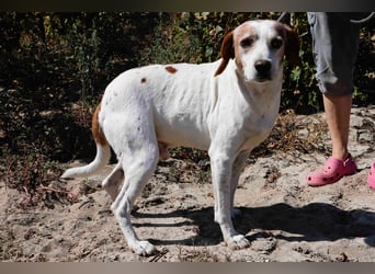 Zuhause gesucht für  *SKIPPY ⚡️ MANOLO* - Tierheim: Cantinho da Milu