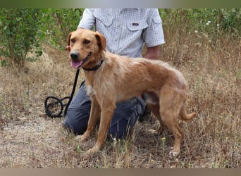 ✴️ *R*I*C*O* ~ hat ein Zuhause verdient !!