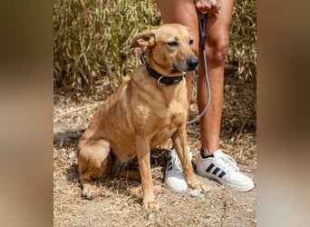 Ein Zuhause für die Liebe ❣️ Terry wird gesucht