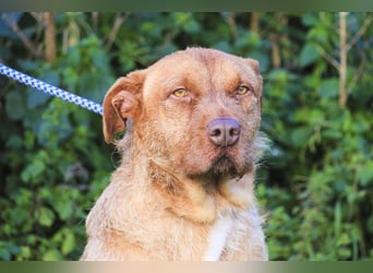 RUDI -&- ARAMIS | 2 von ~650 Hunden in der Cantinho da Milu