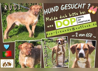 RUDI -&- ARAMIS | 2 von ~650 Hunden in der Cantinho da Milu
