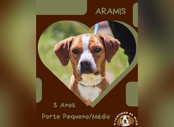 RUDI -&- ARAMIS | 2 von ~650 Hunden in der Cantinho da Milu