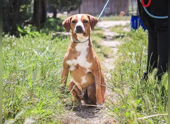 RUDI -&- ARAMIS | 2 von ~650 Hunden in der Cantinho da Milu