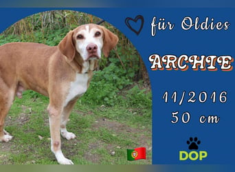 SENIOR ARCHIE - ♥️ - wartet in der Cantinho da Milu auf sein Glück