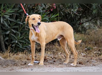 Zuhause gesucht für  *SKIPPY ⚡️ MANOLO* - Tierheim: Cantinho da Milu