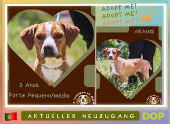 ⚡️Neuzugang *ARAMIS* - soll ganz schnell ein Zuhause bekommen ⚡️