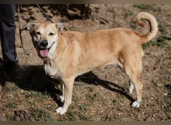 DAISY -♥️- KIZA |-|  2 von ~650 Hunden in der Cantinho da Milu