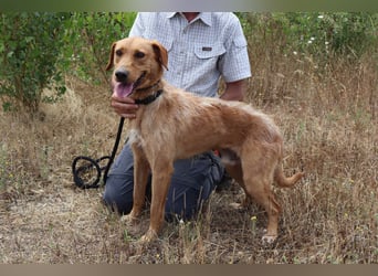 ✴️ *R*I*C*O* ~ hat ein Zuhause verdient !!