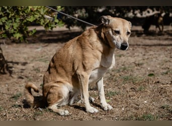 DAISY -♥️- KIZA |-|  2 von ~650 Hunden in der Cantinho da Milu