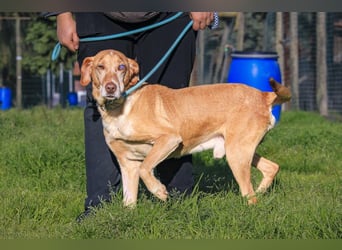 TUCKER ♦️ Senior mit Handicap ♦️ Wer gibt Tucker die Chance - die er verdient ?
